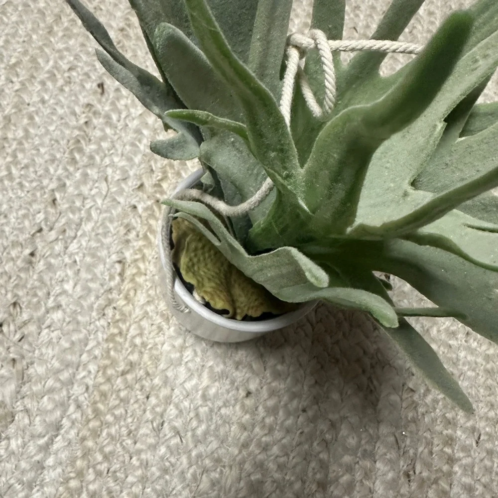 NEW Threshold Hanging Stag Horn Fern in White Ceramic Pot